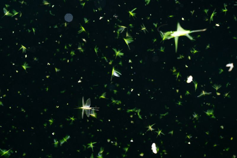 © Michele Sibiloni - Bundibugyo 2017. Uganda