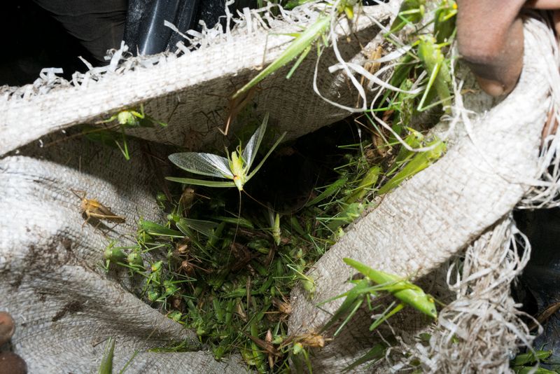 © Michele Sibiloni - Bundibugyo 2017. Uganda.