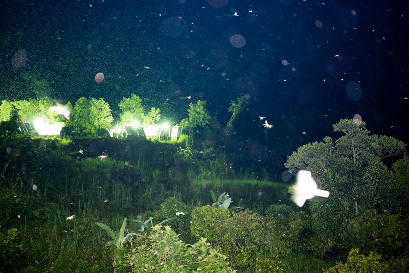 © Michele Sibiloni - Bundibugyo 2017. Uganda.