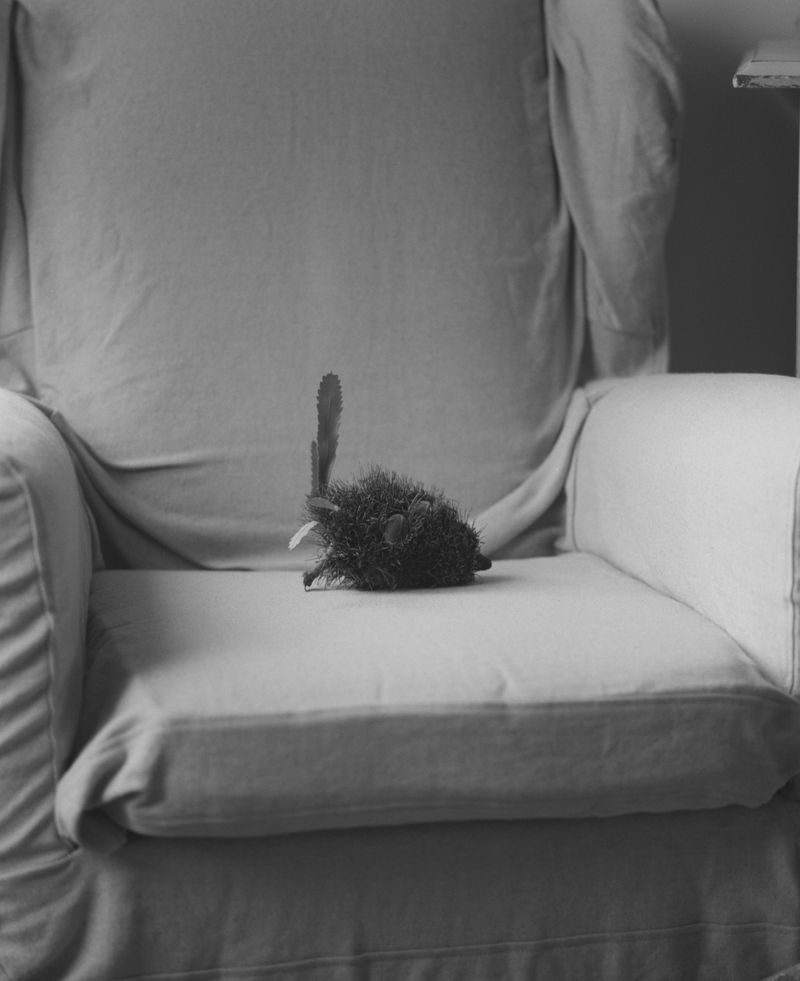 © Lisa Jayne Cramer - Remains