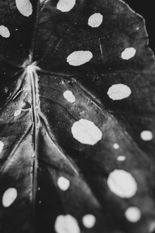 © Nadia Ettwein - Polka Dots