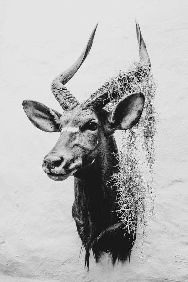 © Nadia Ettwein - Kudu