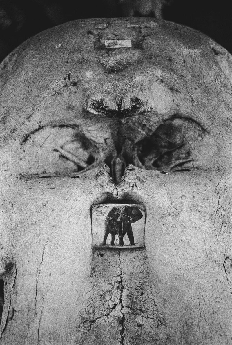 © Nadia Ettwein - Elephants don't forget