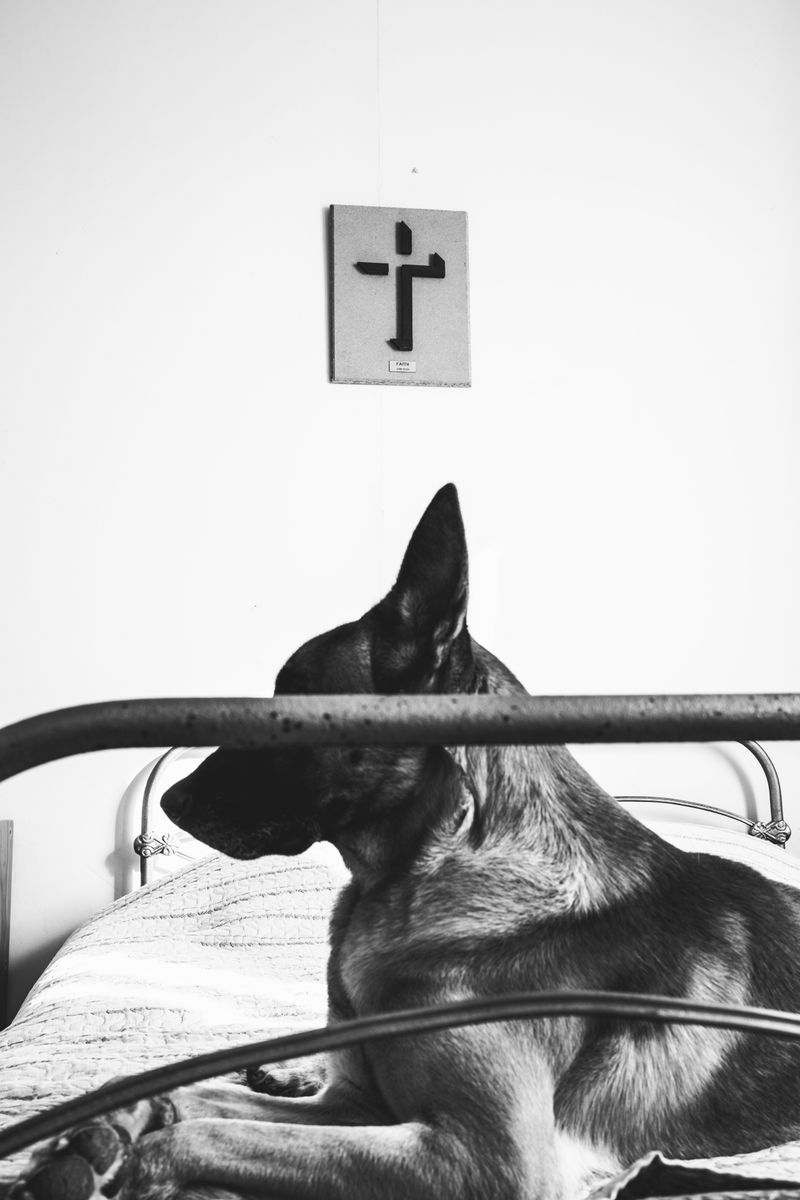 © Nadia Ettwein - Rex on my bed, 2024.