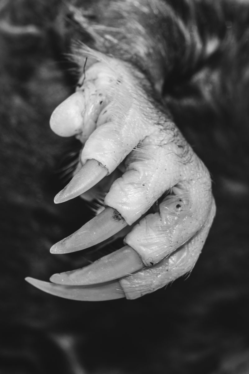 © Nadia Ettwein - Mole. 2025. The claw of a mole that drowned in a swimming pool.