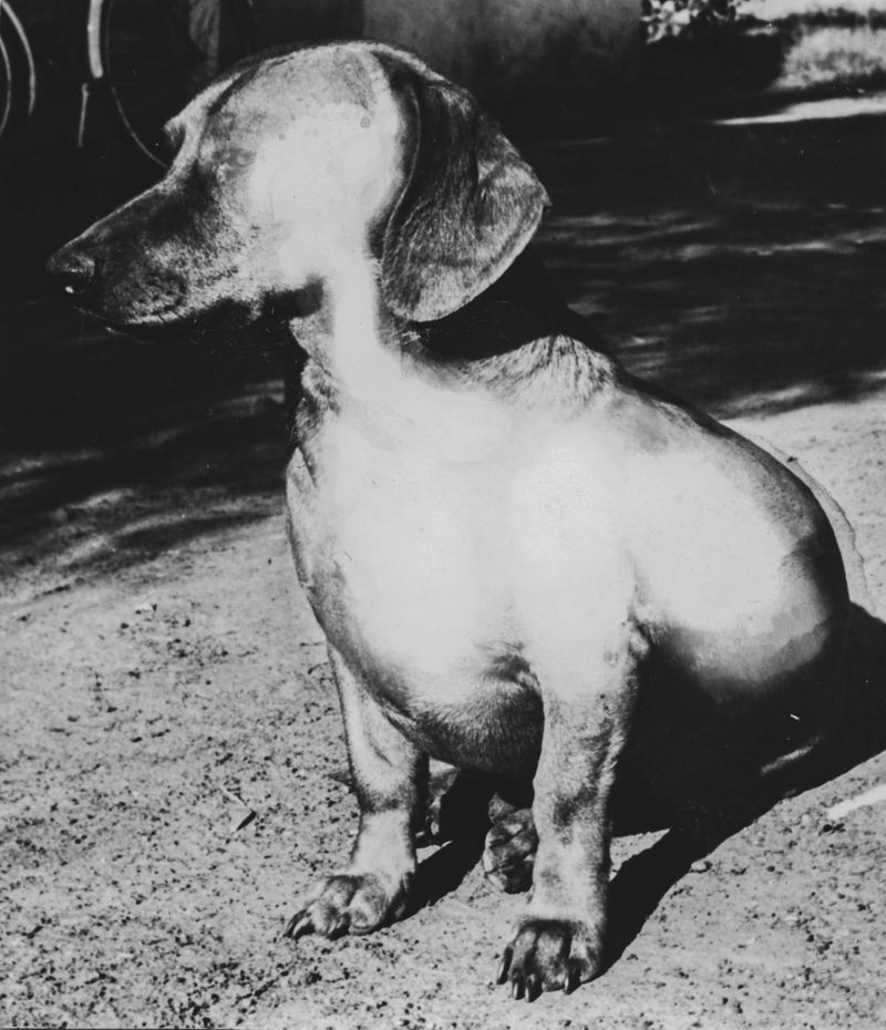 © Nadia Ettwein - The family dog, 2023. Recreated archival image of someone’s dachshund.