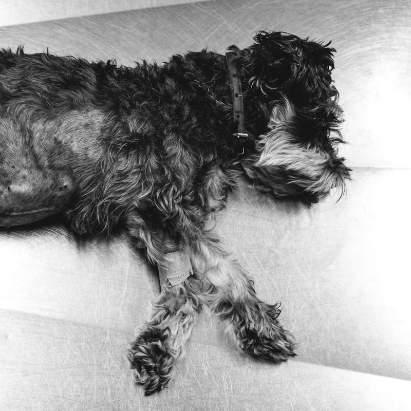 © Nadia Ettwein - My dog died ii, 2024. My dog died of cancer. Second frame of her lying on the veterinary bed.