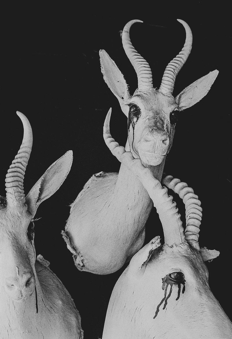 © Nadia Ettwein - Fokof bar, 2023 – Springbok taxidermy set like trophies. A national symbol as ornament.