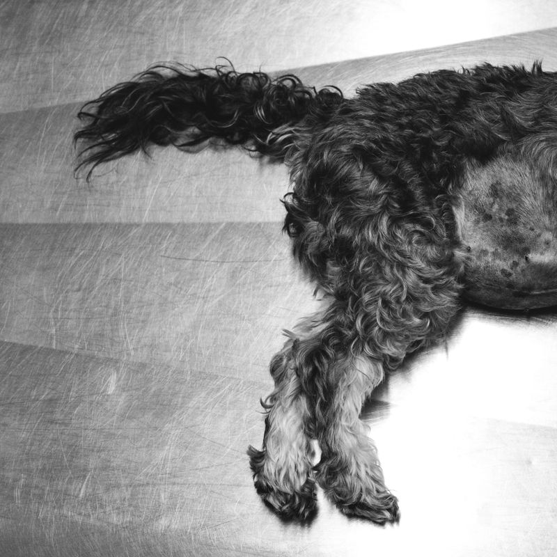 © Nadia Ettwein - My dog died i, 2024. My dog died of cancer. First frame of her lying on the veterinary bed.