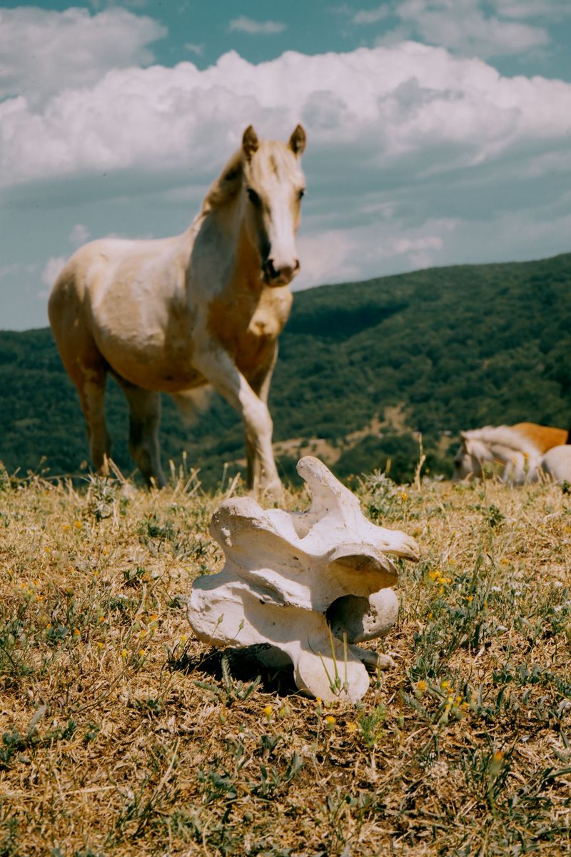 © Domenico Matera - Image from the a new friend photography project
