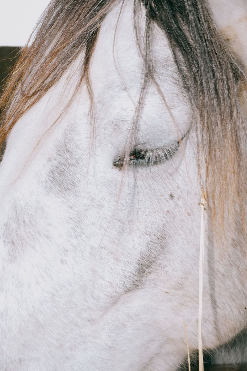 © Domenico Matera - Image from the a new friend photography project