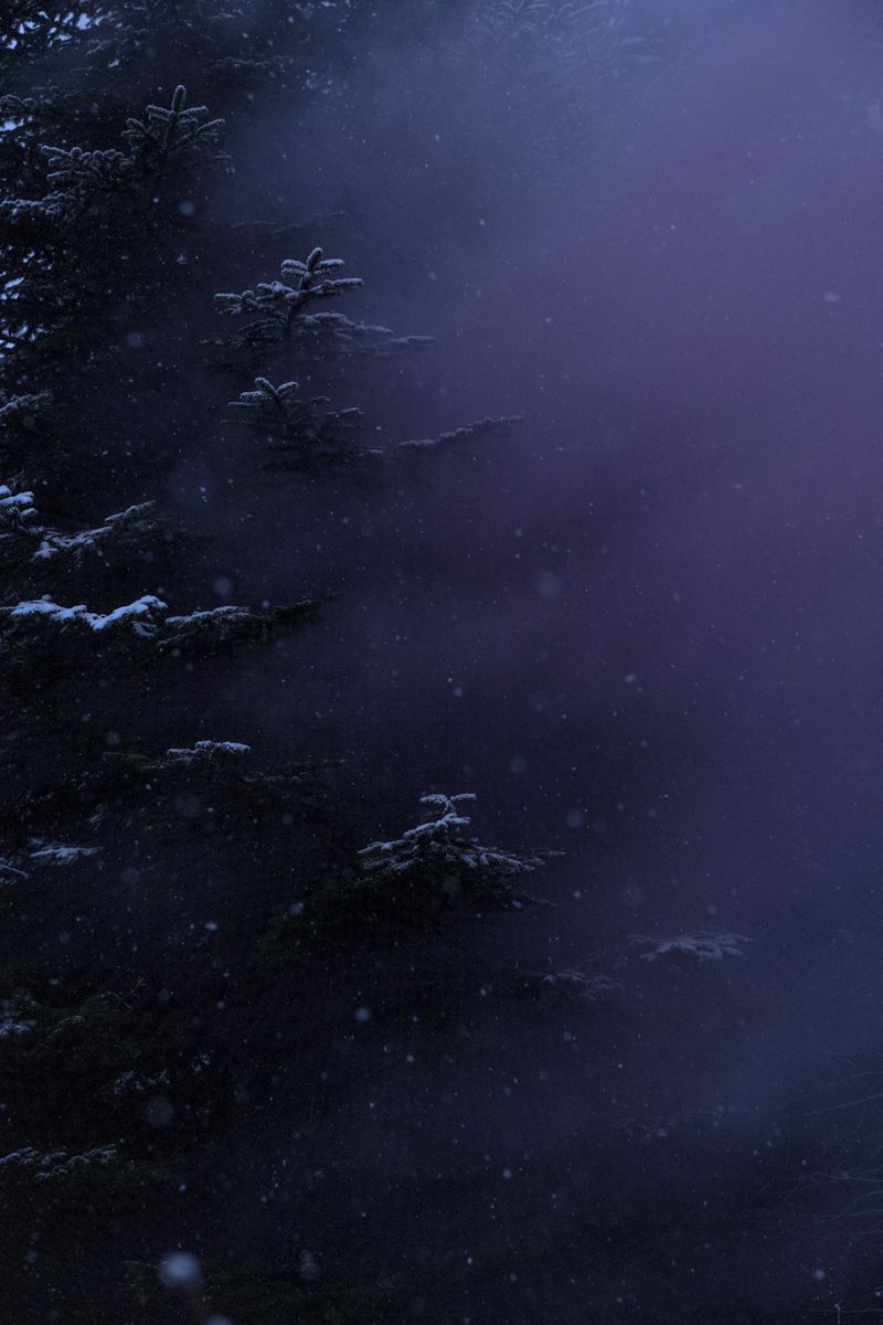 © Sarah Pabst - Image from the Everyone in me is a bird photography project