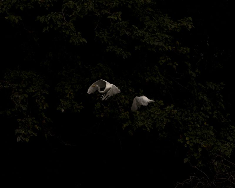 © Sarah Pabst - Image from the Everyone in me is a bird photography project