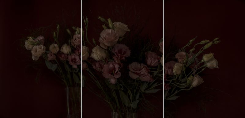 © Sarah Pabst - Image from the Everyone in me is a bird photography project