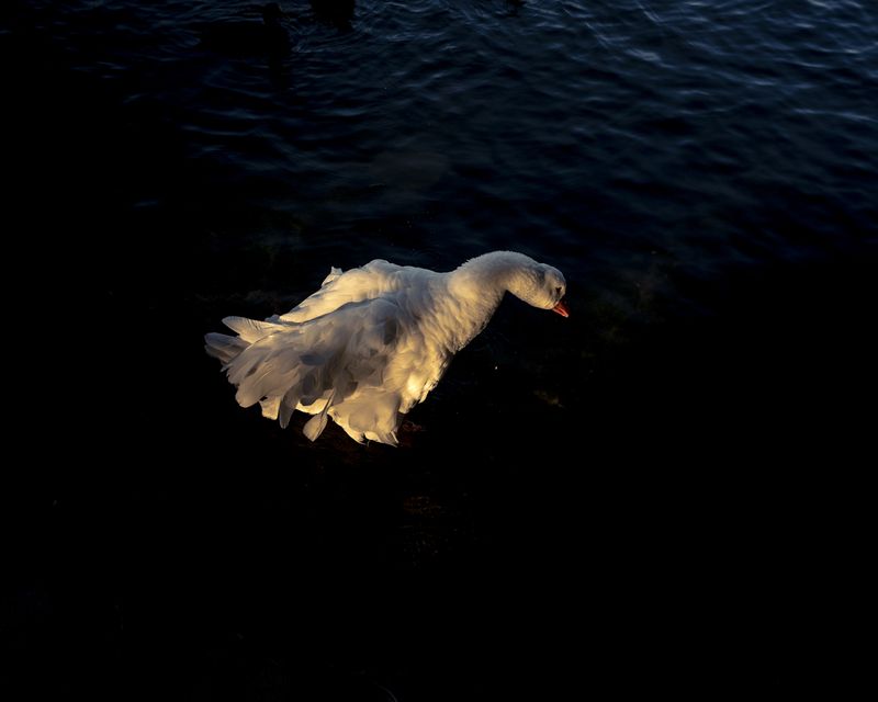 © Sarah Pabst - Image from the Everyone in me is a bird photography project
