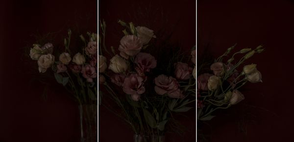 © Sarah Pabst - Image from the Everyone in me is a bird photography project