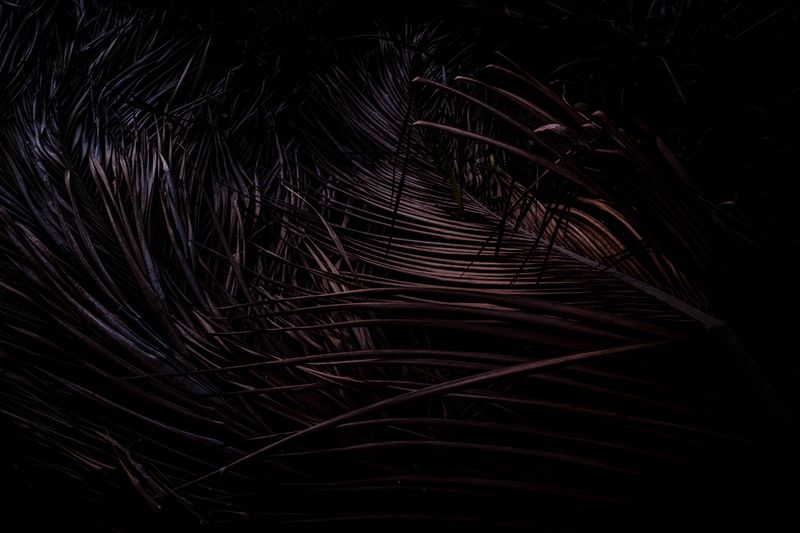 © Sarah Pabst - Image from the Everyone in me is a bird photography project