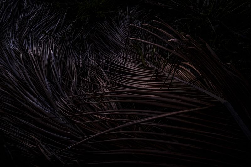 © Sarah Pabst - Image from the Everyone in me is a bird photography project