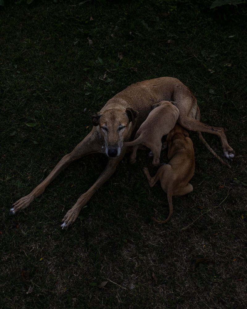 © Sarah Pabst - Image from the Everyone in me is a bird photography project