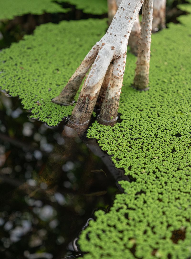 © Claudia Amatruda - Image from the Hypersea photography project