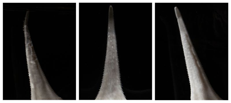 © Claudia Amatruda - Image from the Hypersea photography project