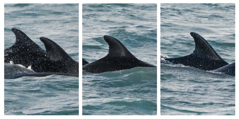 © Claudia Amatruda - Image from the Hypersea photography project