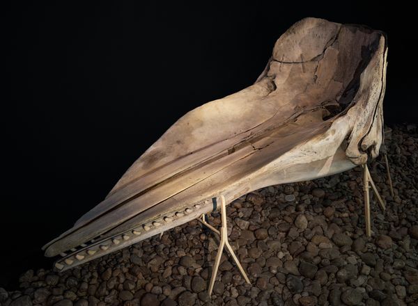 © Claudia Amatruda - The sperm whale's mouth looks like a chair. "Whale Chair"_Hypersea, 2024