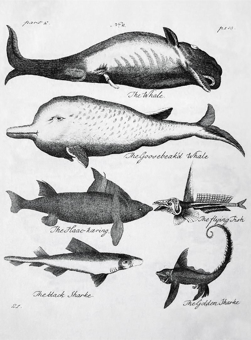 © Claudia Amatruda - Scan from the book “Whales. Otto Friedrich Müller, Zoologica Danica, 1779;”. Archive photograph. Hypersea, 2024