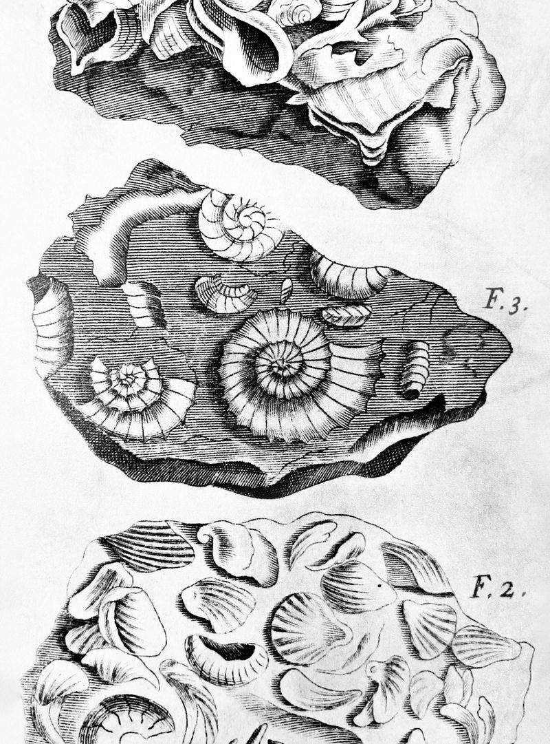 © Claudia Amatruda - Scan from the book "Fossils, 1693; John Ray". Archive photograph. Hypersea, 2024