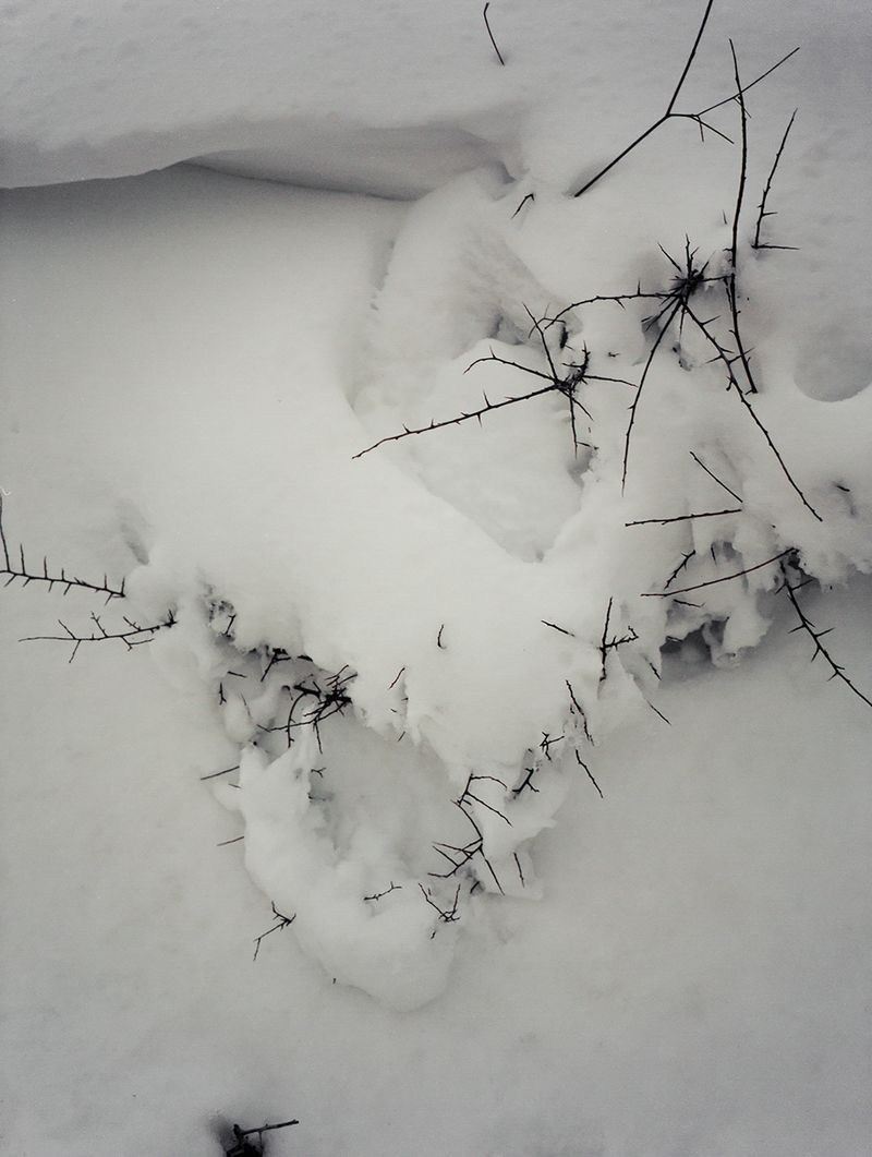 © Claudia Amatruda - Image from the “When you hear hoofbeats think of horses, not zebras” photography project