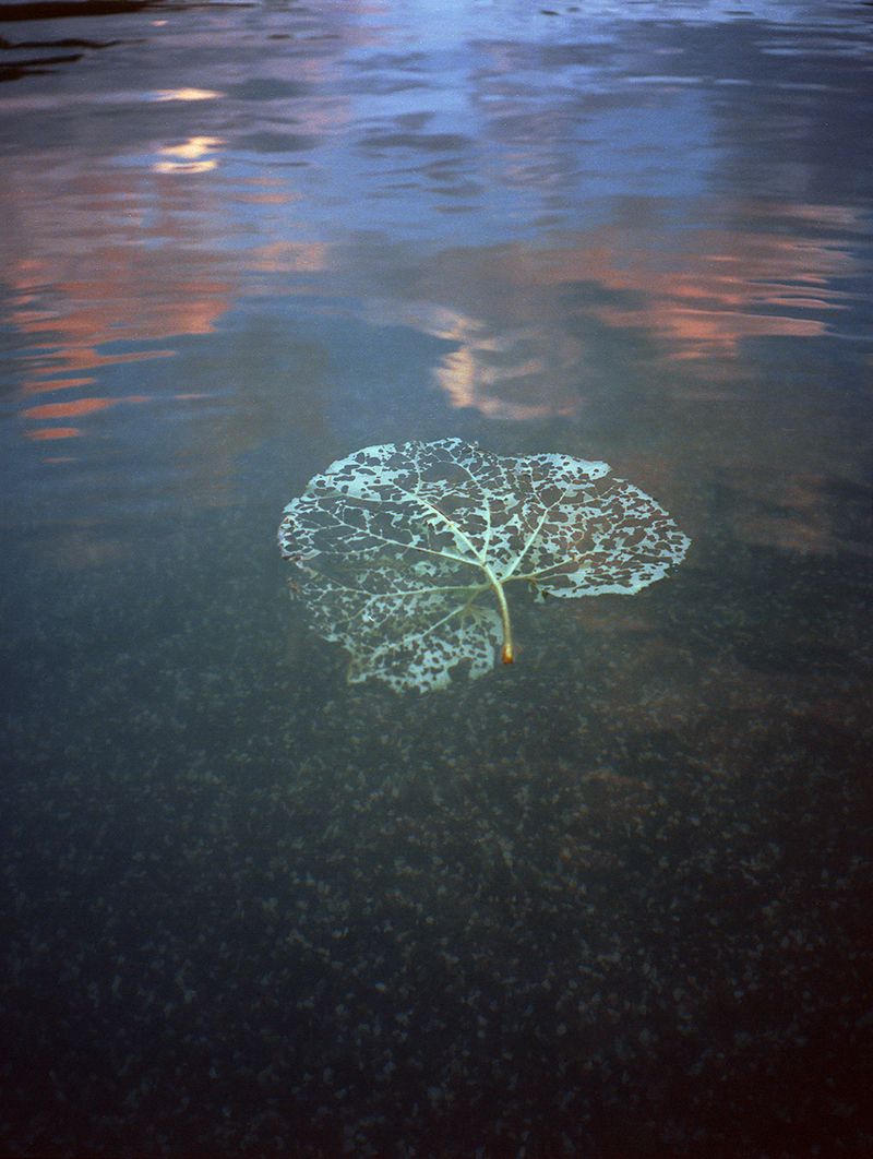 © Claudia Amatruda - Image from the “When you hear hoofbeats think of horses, not zebras” photography project