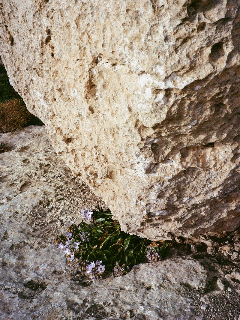 © Claudia Amatruda - Image from the “When you hear hoofbeats think of horses, not zebras” photography project