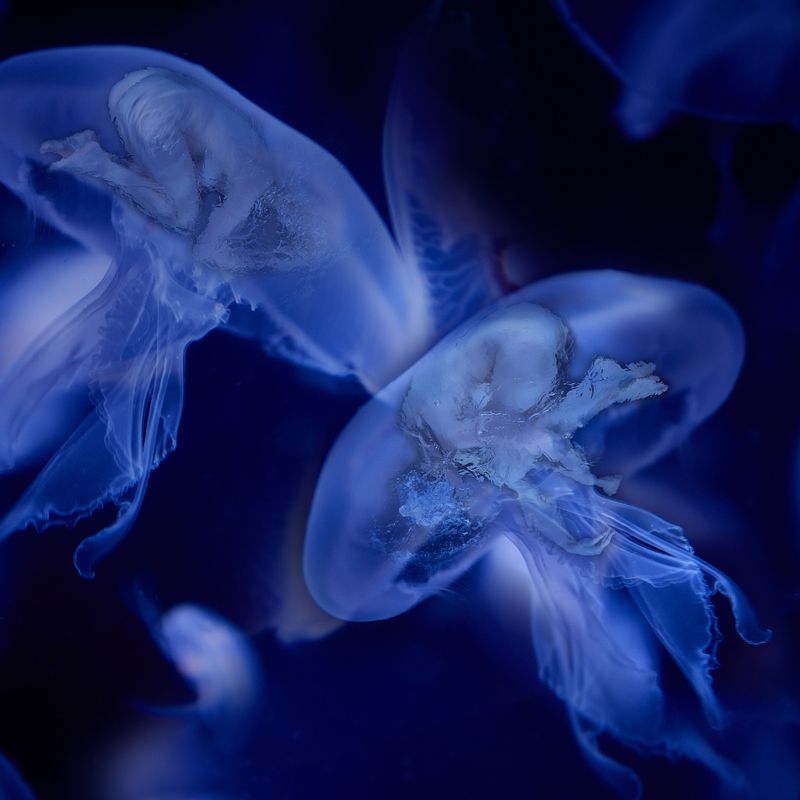 © Ricardo de Vicq - Image from the Oceanus photography project