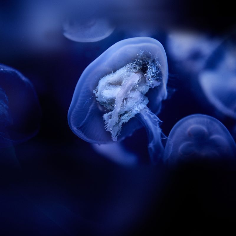 © Ricardo de Vicq - Image from the Oceanus photography project