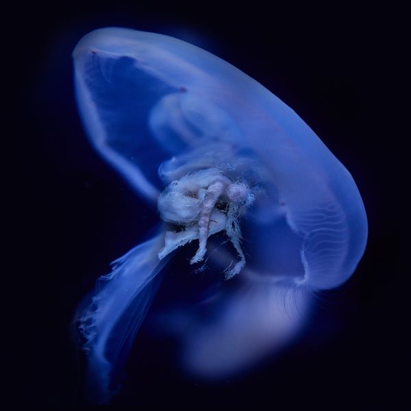 © Ricardo de Vicq - Image from the Oceanus photography project
