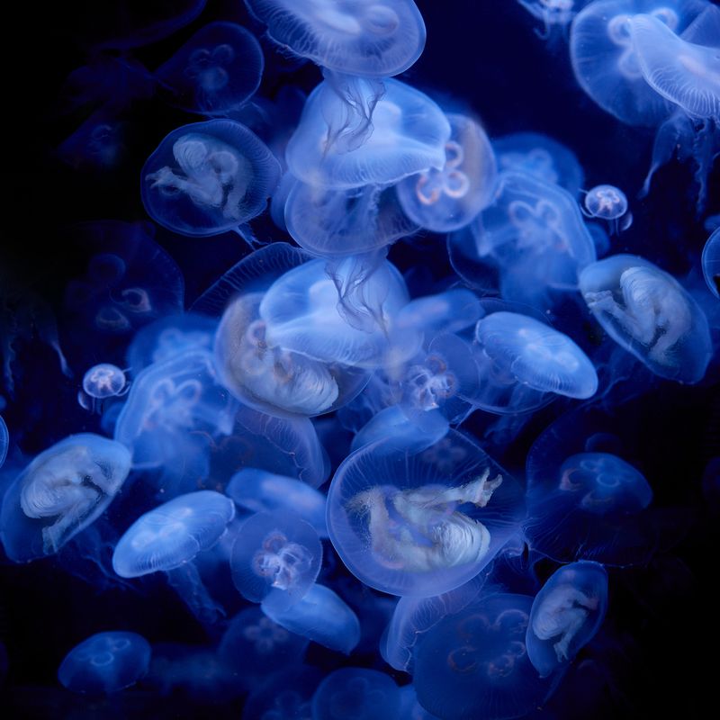 © Ricardo de Vicq - Image from the Oceanus photography project