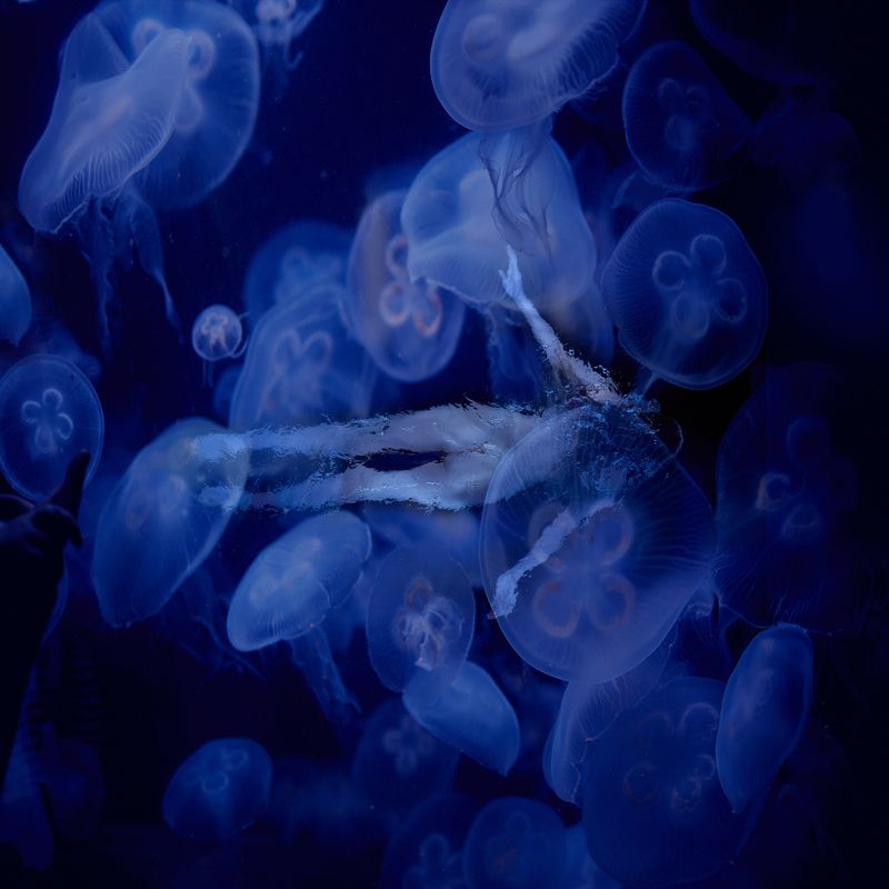 © Ricardo de Vicq - Image from the Oceanus photography project