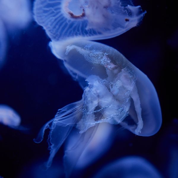 © Ricardo de Vicq - Image from the Oceanus photography project