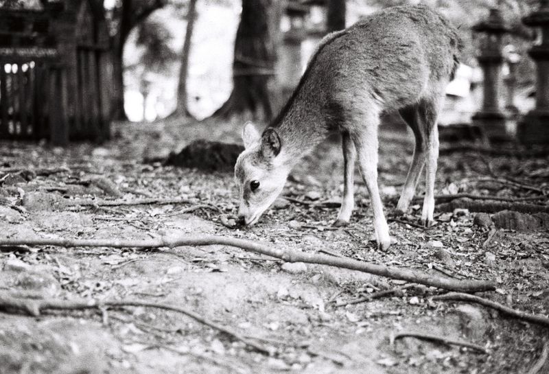 © Miiton - Image from the Dear Deer photography project