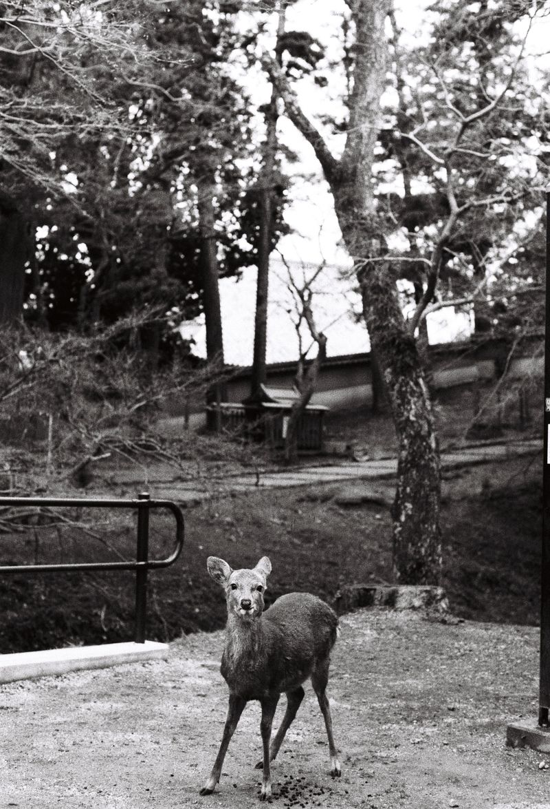 © Miiton - Image from the Dear Deer photography project