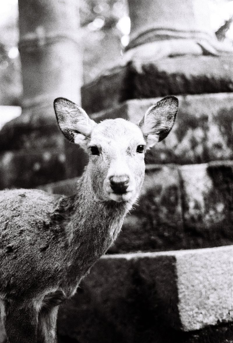 © Miiton - Image from the Dear Deer photography project