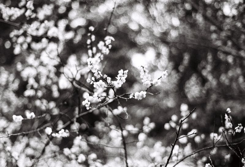 © Miiton - Image from the Dear Deer photography project