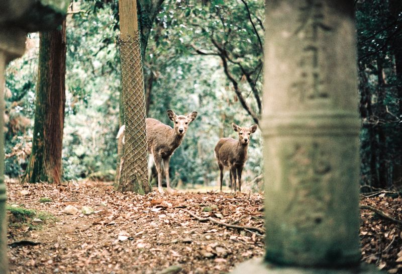 © Miiton - Image from the Dear Deer photography project