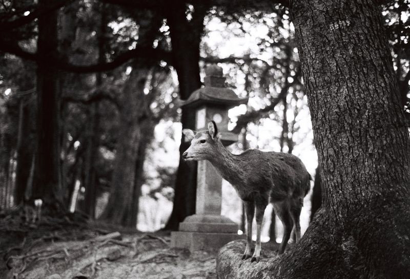 © Miiton - Image from the Dear Deer photography project