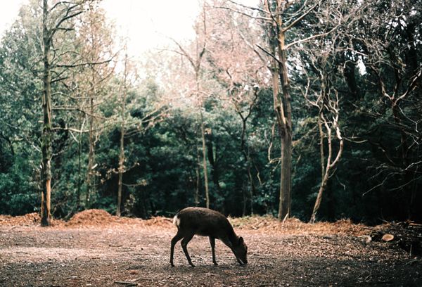 © Miiton - Image from the Dear Deer photography project