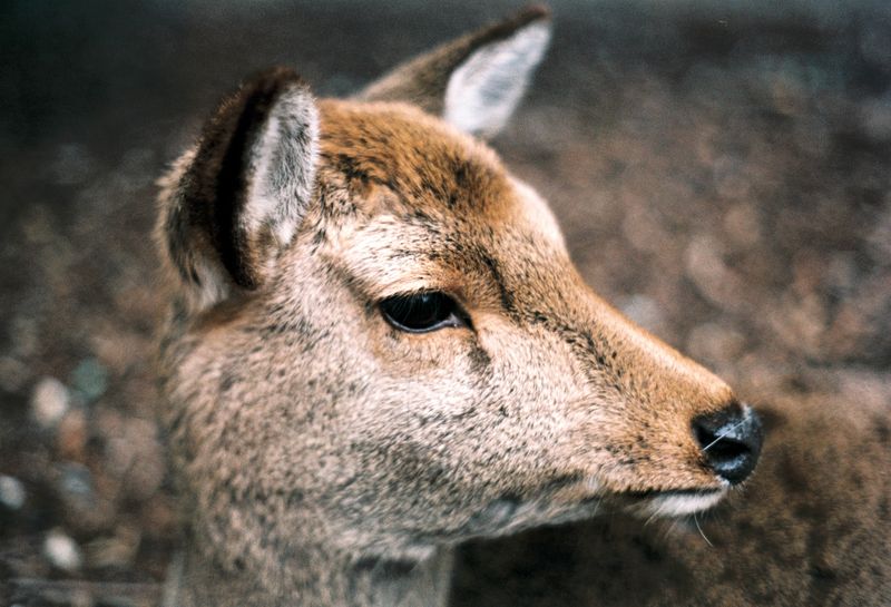 © Miiton - Image from the Dear Deer photography project