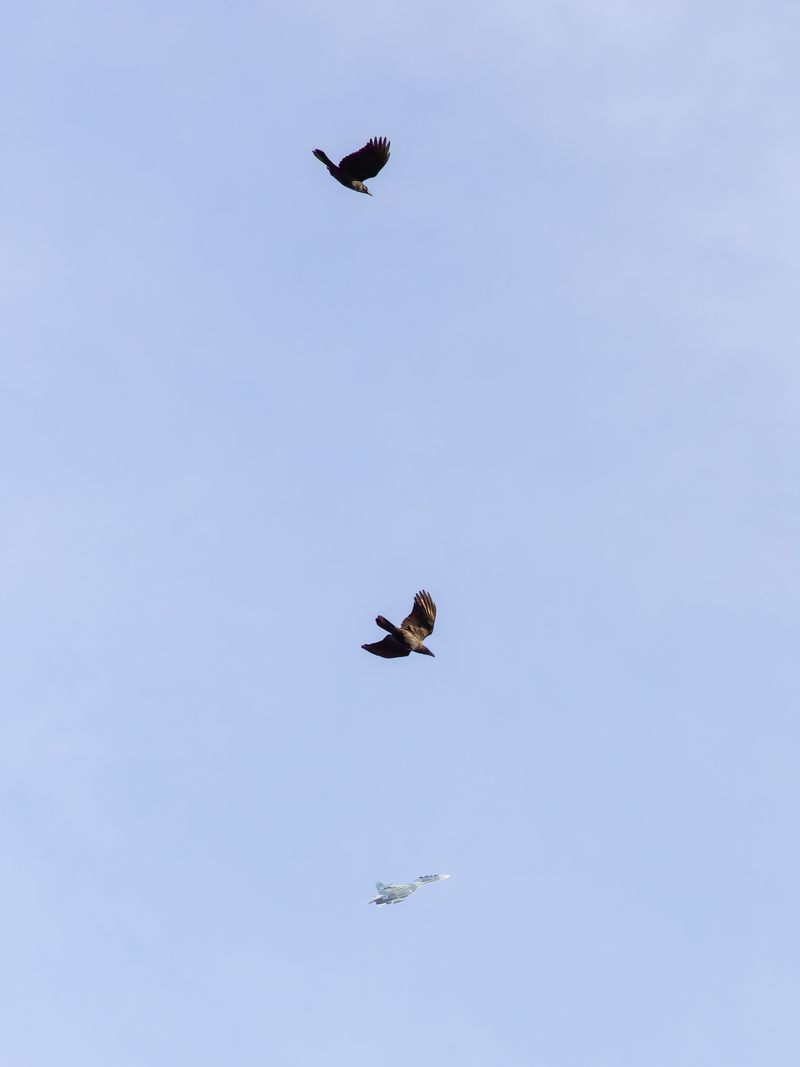 © Vadim Martynenko - Local residents often complain about jets training flights over their houses
