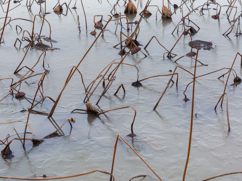 © Vadim Martynenko - Frozen lotus pond at a local gathering spot. The lotus is listed in Russia's Red Book of endangered species