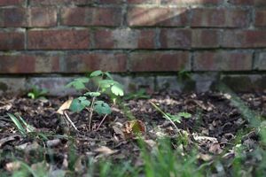 Transplanted/Пересаджена