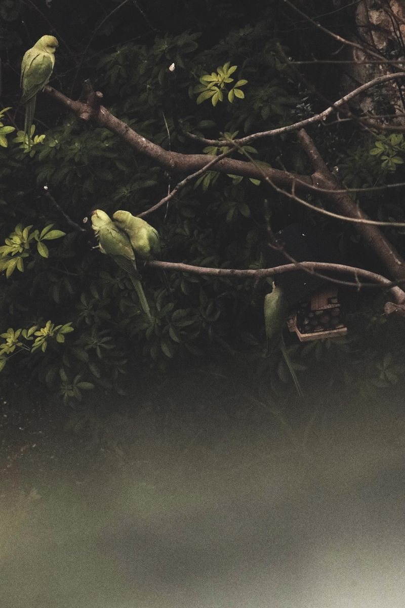 © Anna Kereszty - parrots from my window in the garden